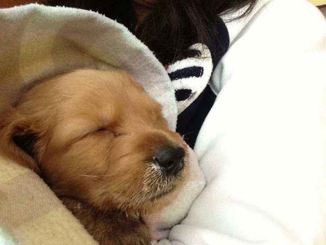 Nacimiento de Whisky