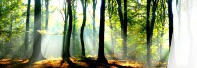 Decreto 2803	Aprovechamiento Forestal