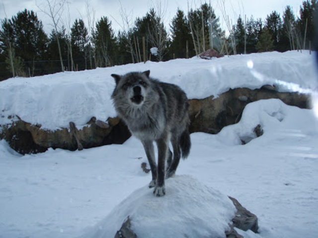 Fuimos a Yellowstone