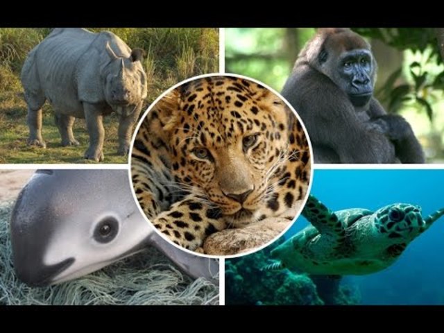 Endangered Species Act