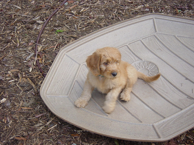 En dos mil siete también, obtuvimos nuestro primero perro.