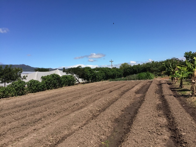 Preparación de las camas
