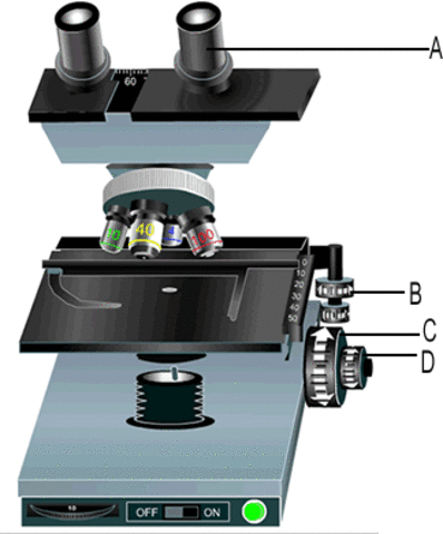 Primer microscopio virtual