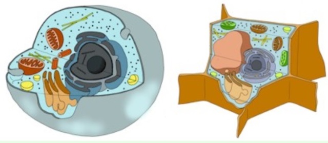 Origen de la célula eucariota