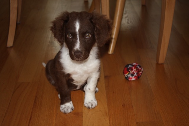 Recibè mi primer perro. Antes de obtuve el perro, solomente tuve gatos.