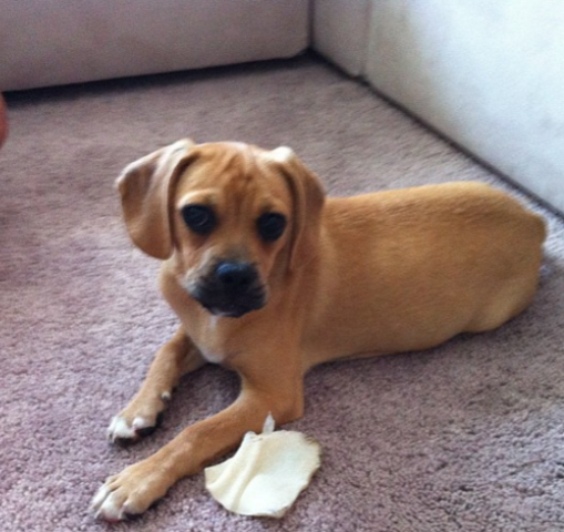 My family got a dog!