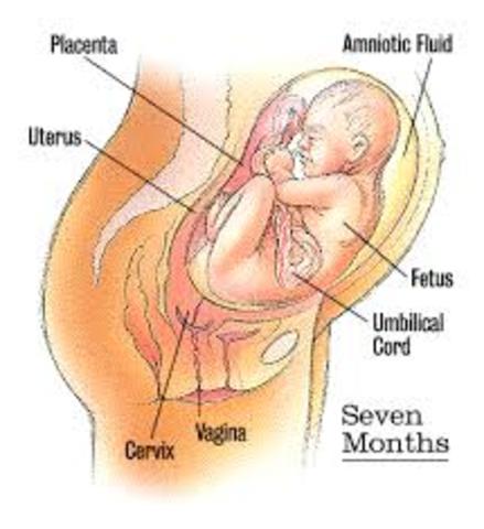 7th Month (Weeks 30-31)