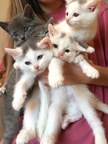 2016 - Ayude muchas gatos encontrar una casa.