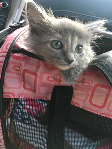 2017 - Obtuve dos gatos.