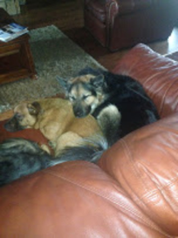 Obtuve mi primer perro