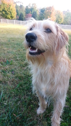 Recibí otro perro, Izzy.