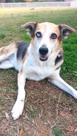 Recibí otro perro, Angel.