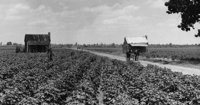 Sharecropping/Tenant Farming