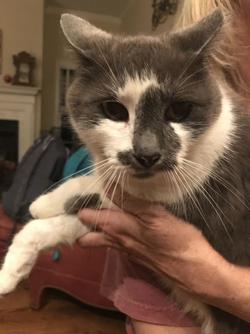 2009- Yo recibí un gato se llama Sonny.