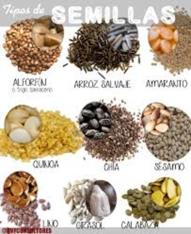 Tipos semillas