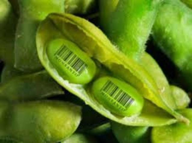 Primer cosecha trangenica