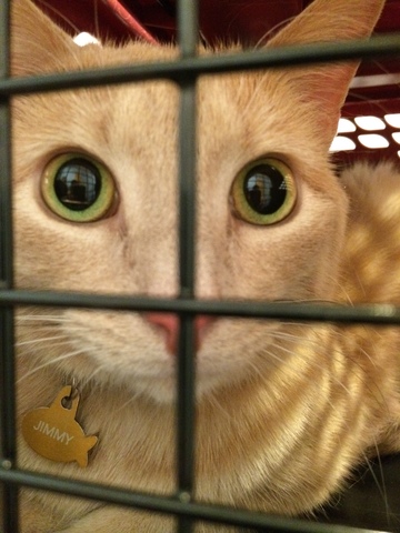 Recibí mi gato, Jimmy