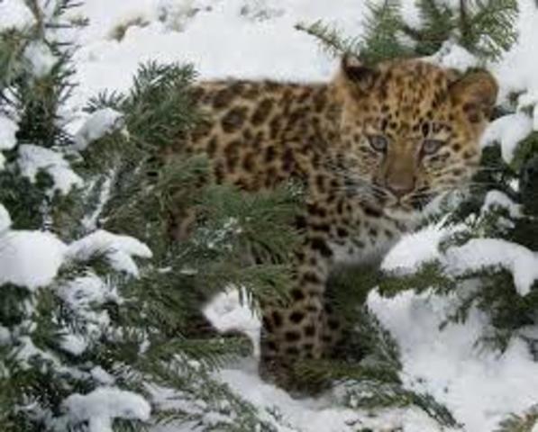 Leopard Critically Endangered
