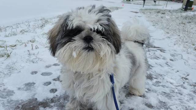 Obtuve mi primero perro