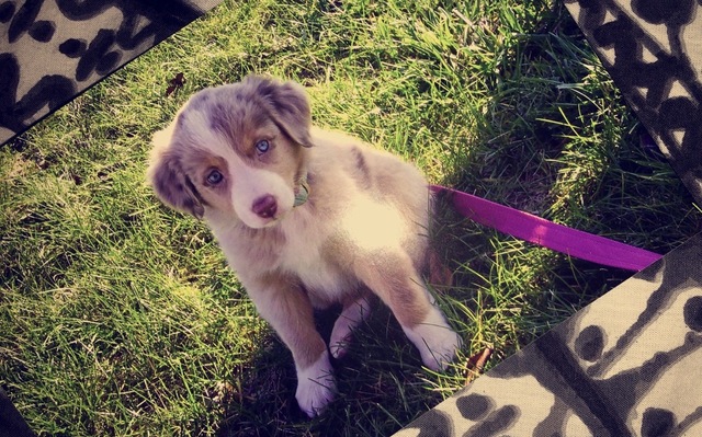 Obtuve mi primero perro, Sugar.