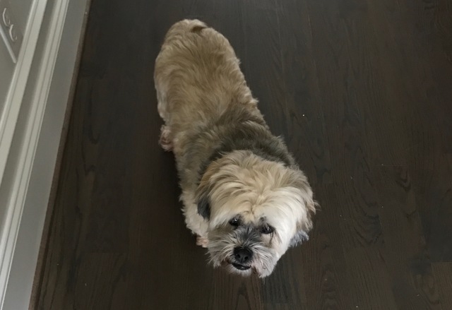 Mis padres me trajeron un perro