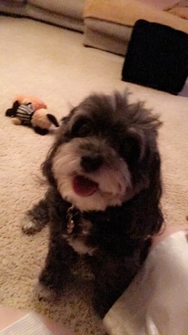 Mi madre dío mi familia otra perro. Su nombre es Bentley