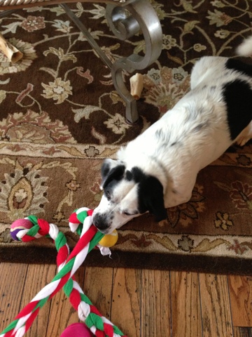 Mi familia y yo obtuvimos mi primero perro.