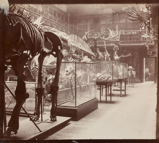 The royal collage of surgeons