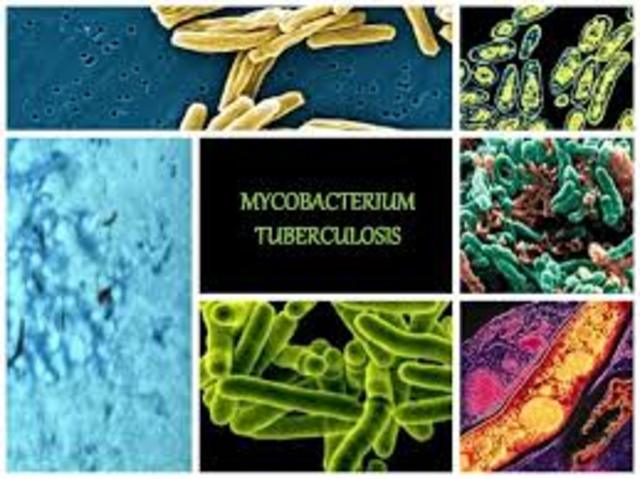 Mycobacterium tuberculosis