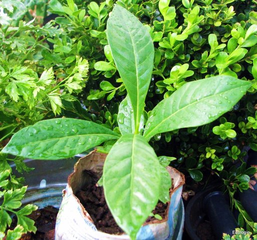 Nomenclatura Científica: