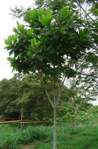 Época de Floração: