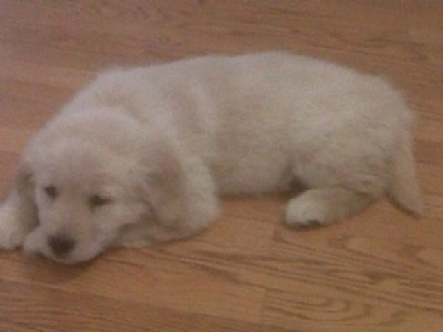 Recibí un perro parra mi cumpleaños de ocho.