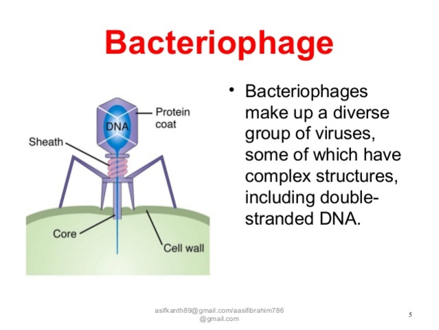 bacteriophage
