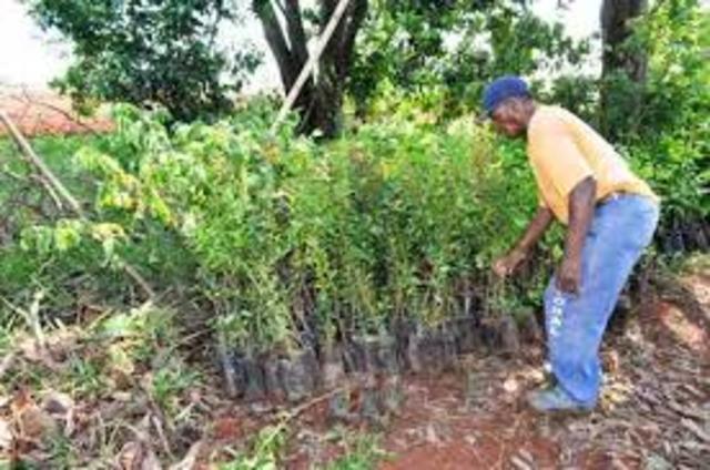 Hoste para Plantio em Campo: