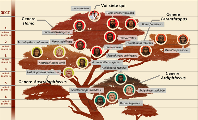 Il cespuglio dell'evoluzione