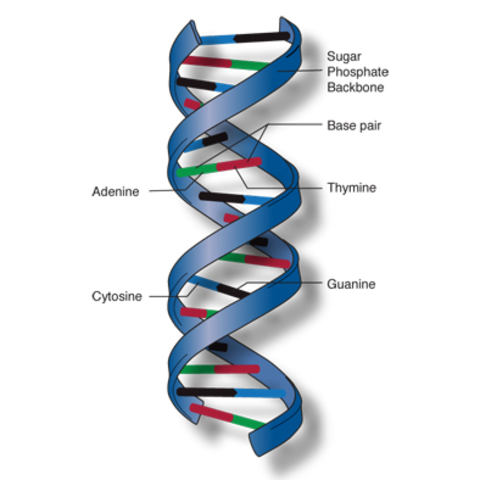 Double-helix structure of DNA