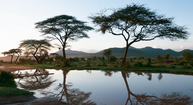 NUOVI ARRIVI NELLA SAVANA