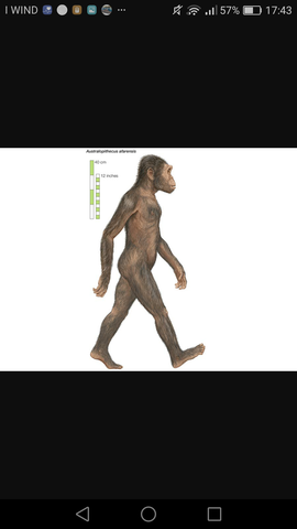 AUSTRALOPITECUS AFARENSIS