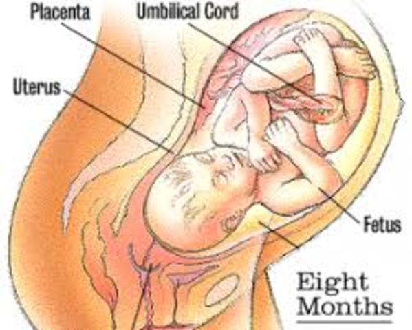 8 Months (Weeks 36-37)