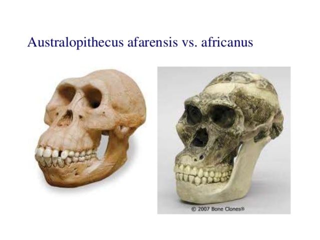 l'Australopithecus africanus