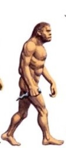 HOMO HABILIS