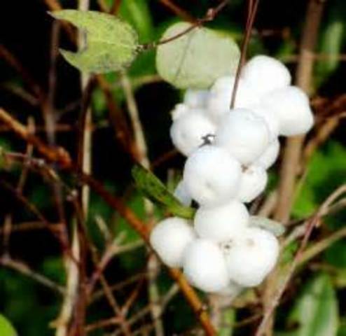 Making Marshmallow Candy