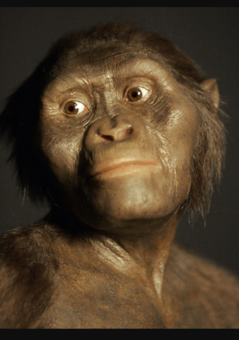 AUSTRALOPITHECUS
