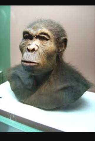 HOMO ERECTUS