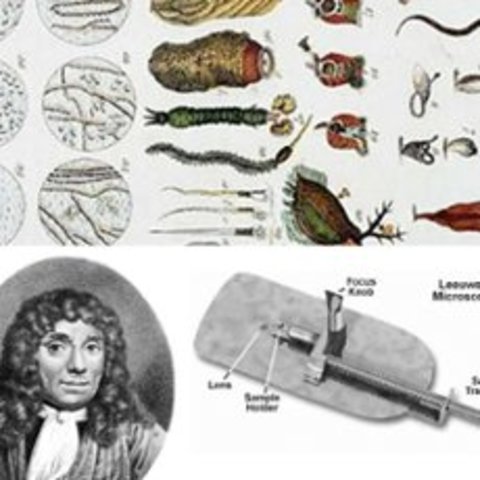 Anton Van Leeuwenhoek