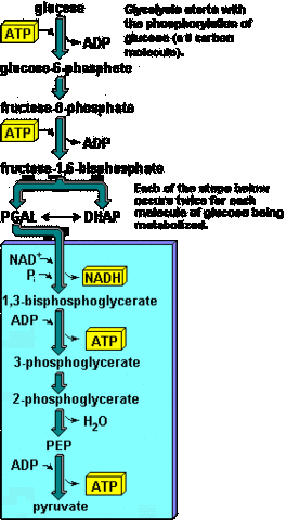 Glycolysis