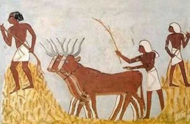 Introdujeron la agricultura.