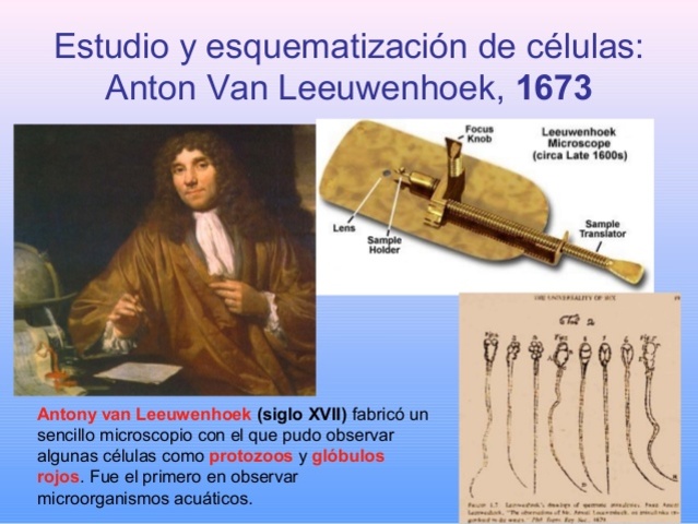 ANTOINE VAN LEEUWENHOEK