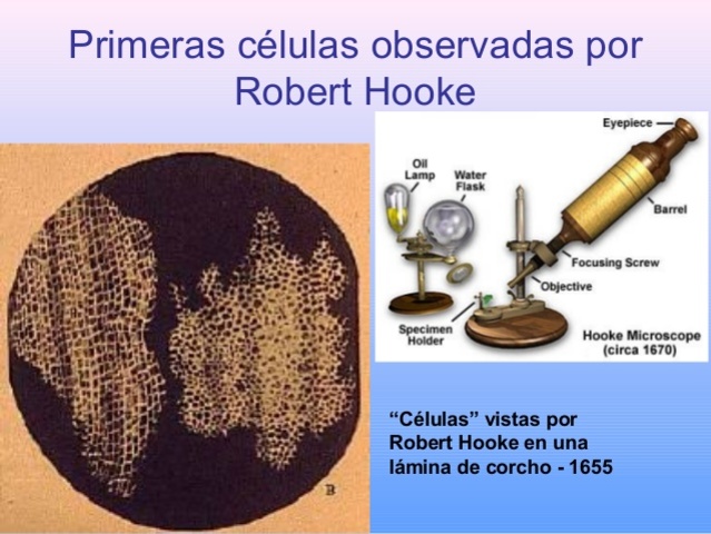 ROBERT HOOKE