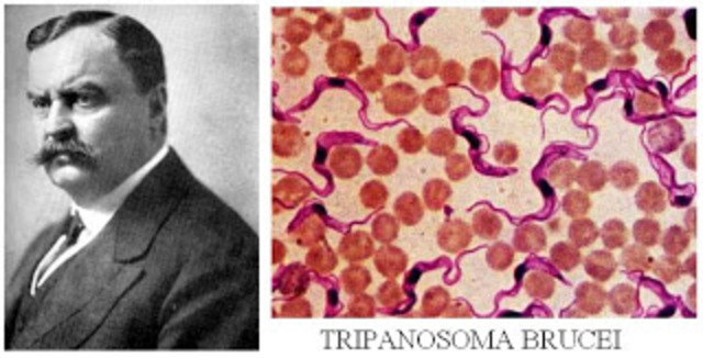 Enfermedad del sueño en el hombre o tripanosomiasis africana